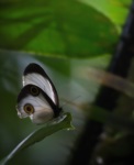 Taenaris butterfly